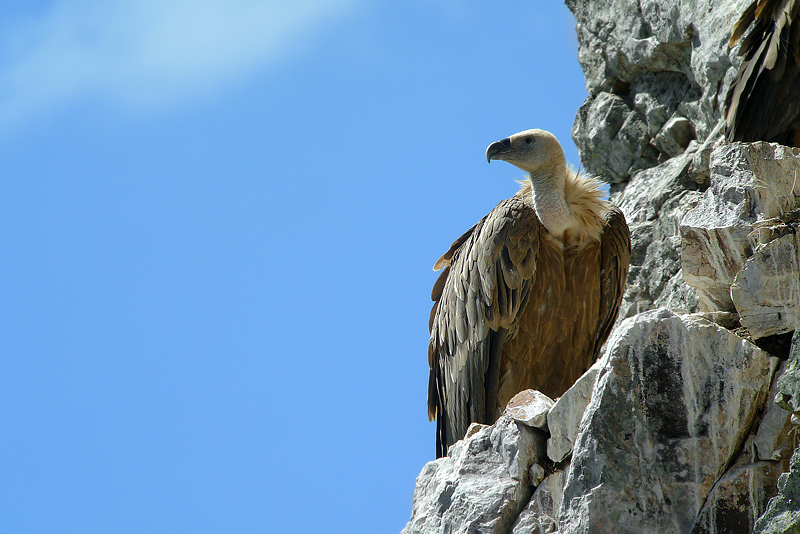 Gyps fulvus - Grifone in Digiscoping